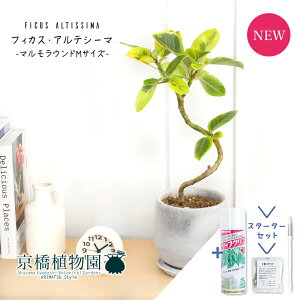 y30P5{IzyX^[^[ZbgtztBJXEAeV[}@Ȃy}EhM/󂯎Mtz4GyϗtA/CeA//i`/A/蕨/yV/ʔ/X[T