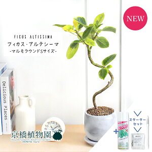 y30P5{IzyX^[^[ZbgtztBJXEAeV[}@Ȃy}EhS/󂯎Mtz4GyϗtA/CeA//i`/A/蕨/yV/ʔ/X[T