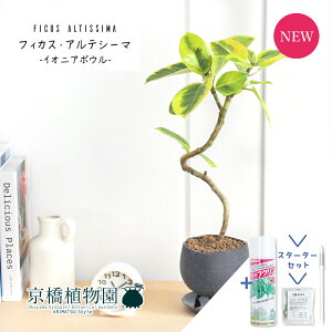 【スターターセット付】【イオニアボウル/グレー】フィカス・アルテシーマ 曲がり【受け皿付き】4G【観葉植物/インテリア/おしゃれ/ナチュラル/鉢植え/贈り物/楽天/通販/スモールサイズ/