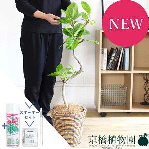 y30P5{IzyX^[^[ZbgtztBJXEAeV[}@6@ȂyoXPbgJo[/uEzyϗtA/CeA//i`/A/蕨/yV/ʔ/~h