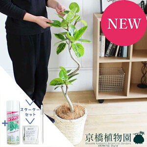 ySSizyX^[^[ZbgtztBJXEAeV[}@6@ȂyoXPbgJo[/AC{[zyϗtA/CeA//i`/A/蕨/yV/ʔ/~h