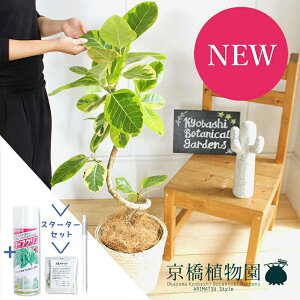 yX^[^[ZbgtztBJXEAeV[}@7@ȂyoXPbgJo[/AC{[zyϗtA/CeA//i`/A/蕨/yV/ʔ/~hTCY/lC