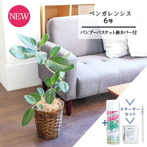 yX^[^[Zbgtzyou[oXPbgJo[ztBJXExKVX@6@ȂyϗtA/CeA//i`/A/蕨/yV/ʔ/~hTCY/lC