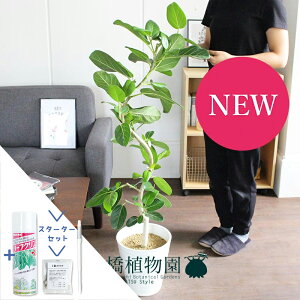 【スターターセット付】フィカス・ベンガレンシス 7号 曲がり【白セラアート鉢】【観葉植物/インテリア/おしゃれ/ナチュラル/鉢植え/贈り物/楽天/通販/ミドルサイズ/人気商品/ゴムの木/