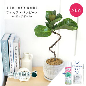 【スターターセット付】【ロゼッタボウル/ホワイト】カシワバゴムノキ バンビーノ 曲がり【受け皿付き】4G【観葉植物/インテリア/おしゃれ/ナチュラル/鉢植え/贈り物/楽天/通販/スモー