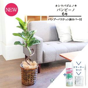 yX^[^[Zbgtzyou[oXPbgJo[zJVoSmL@or[m@Ȃ@6yϗtA/CeA//i`/A/蕨/yV/ʔ/~hTCY/t