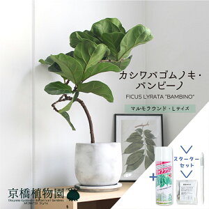 【スターターセット付】カシワバゴムノキ バンビーノ 曲がり【マルモラウンドL/受け皿付き】6G【観葉植物/インテリア/おしゃれ/ナチュラル/鉢植え/贈り物/楽天/通販/スモールサイズ/フィ