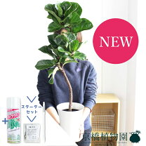楽天市場】観葉植物 カシワバゴムノキの通販