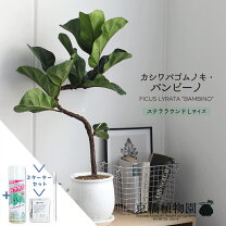 楽天市場】観葉植物 カシワバゴムノキの通販 【店で売れました】カシワバゴムノキ
