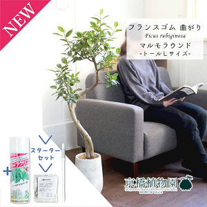 【スターターセット付】フランスゴム 曲がり【マルモラウンドトールL/受け皿付き】【観葉植物/インテリア/おしゃれ/ナチュラル/鉢植え/贈り物/楽天/通販/ミドルサイズ/ゴムの木/人気商品/