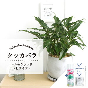 y1P7{IzyX^[^[Zbgtzy}EhL/󂯎MtzNbJoyϗtA/CeA//i`/A/蕨/yV/ʔ/X[TCY/lCi/TXeB