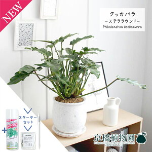 y1P7{IzyX^[^[ZbgtzyXeEhL/󂯎MtzNbJoyϗtA/CeA//i`/A/蕨/yV/ʔ/X[TCY/lCi/TXeB