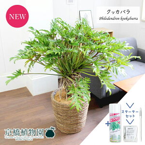 観葉植物 バスケット その他の農業資材 ガーデニング用品の人気商品 通販 価格比較 価格 Com