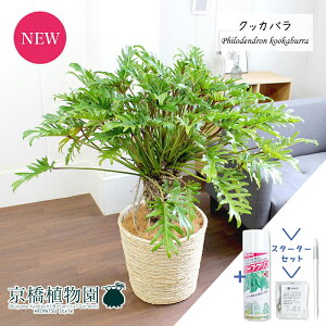 クッカバラ 観葉植物の人気商品 通販 価格比較 価格 Com クッカバラ 観葉植物の人気商品 通販 価格比較 価格 Com