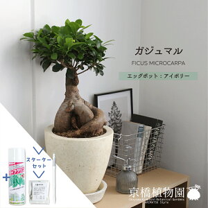 【30日はP5倍!】【スターターセット付】【エッグポット/アイボリー】ガジュマル【受け皿付き】【観葉植物/インテリア/おしゃれ/ナチュラル/鉢植え/贈り物/楽天/通販/ミドルサイズ/ゴムの