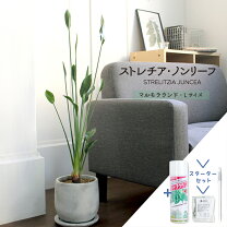 楽天市場】ストレリチア ノンリーフ（花・ガーデン・DIY）の通販