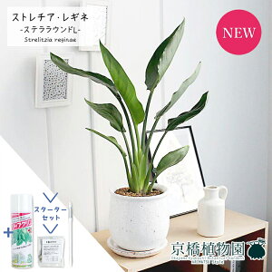 【マラソンクーポン有】【スターターセット付】【ステララウンドL/受け皿付き】ストレチア/ストレリチア・レギネ【観葉植物/インテリア/おしゃれ/ナチュラル/鉢植え/贈り物/楽天/通販/ス