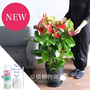 yX^[^[ZbgtzAXEiAX[jE_R^@10yϗtA/CeA//i`/A/蕨/yV/ʔ/[WTCY/lCi/TXeB[/SUSTEE/[