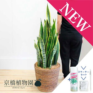 yX^[^[ZbgtzyIׂJ[zTXxAE[`@10yoXPbgJo[tzyϗtA/CeA//i`/A/蕨/yV/ʔ/[WTCY/