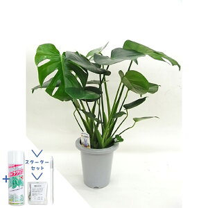 yubNtCf[N[|LIzyX^[^[ZbgtzXe@6yϗtA/CeA//i`/A/蕨/yV/ʔ/~hTCY/lCi/Ă₷/S