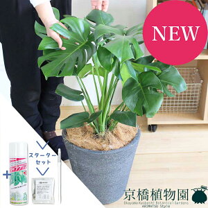 yX^[^[ZbgtzXe@8yrAXJo[/ubNzyϗtA/CeA//i`/A/蕨/yV/ʔ/~hTCY/lCi/TXeB[/SUSTEE/[t