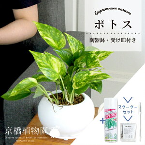 y30P5{IzyX^[^[Zbgtzye[g/픫z|gXy󂯎MtzyϗtA/CeA//i`/A/蕨/yV/ʔ/X[TCY/lCi/TXeB[/