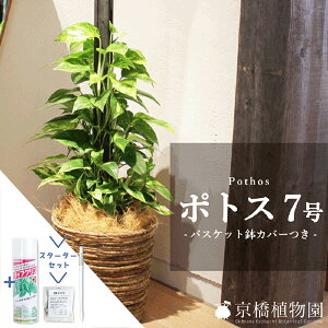 観葉植物 7号 ポトスの人気商品 通販 価格比較 価格 Com
