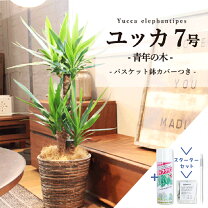 楽天市場】ユッカ エレファンティペスの通販