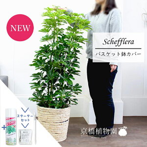 シェフレラ 8号 観葉植物 農業資材 ガーデニング用品の人気商品 通販 価格比較 価格 Com