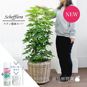 yX^[^[ZbgtzyVFtzzRJ|bN@O[@8y^Jo[tzyϗtA/CeA//i`/A/蕨/yV/ʔ/~hTCY/TX