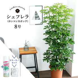 【スターターセット付】【シェフレラ】ホンコンカポック　グリーン　8号【観葉植物/インテリア/おしゃれ/ナチュラル/鉢植え/贈り物/楽天/通販/ミドルサイズ/サスティー/SUSTEE/リーフクリン/IBのチカラ】【大型】