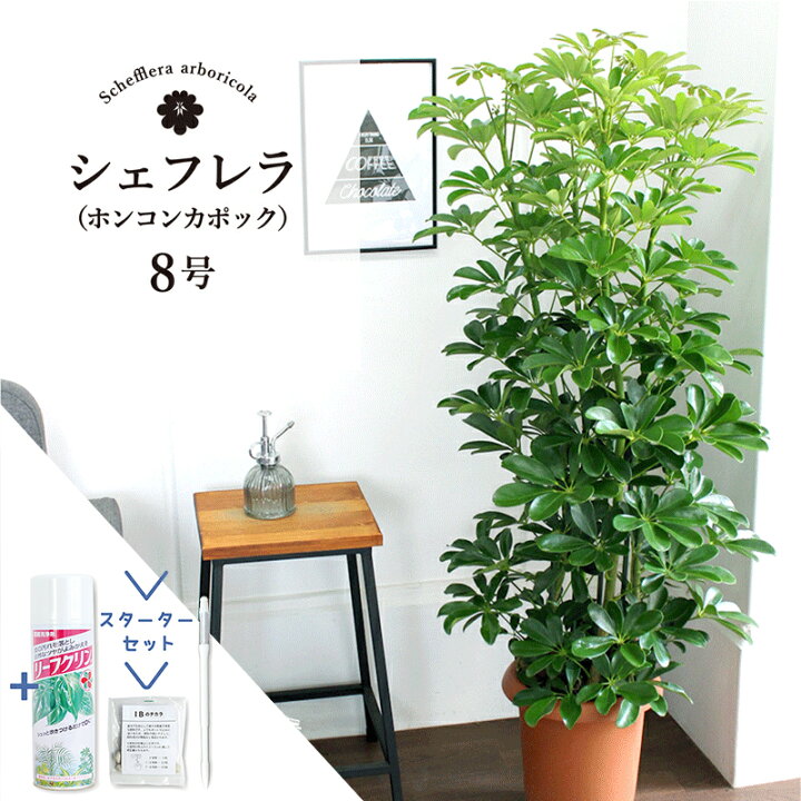 楽天市場 スターターセット付 シェフレラ ホンコンカポック グリーン 8号 観葉植物 インテリア おしゃれ ナチュラル 鉢植え 贈り物 楽天 通販 ミドルサイズ サスティー Sustee リーフクリン Ibのチカラ 花のアリマツ楽天市場支店