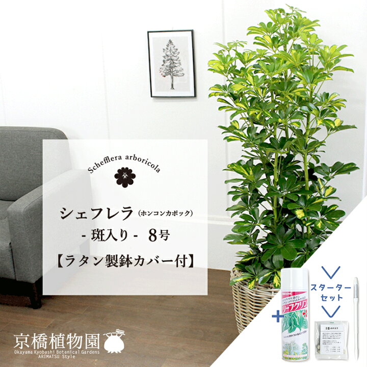 楽天市場 スターターセット付 ラタン製鉢カバー付き シェフレラ ホンコンカポック 斑入り 8号 観葉植物 インテリア おしゃれ ナチュラル 鉢植え 贈り物 楽天 通販 ミドルサイズ サスティー Sustee リーフクリン Ibのチカラ 花のアリマツ楽天市場支店