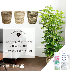 【スターターセット付】【選べるバスケット鉢カバー付き】【シェフレラ】ホンコンカポック　斑入り　8号【観葉植物/インテリア/おしゃれ/ナチュラル/鉢植え/贈り物/楽天/通販/ミドルサイズ/サスティー/SUSTEE/リーフクリン/IBのチカラ】【大型】