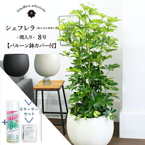 ySSN[|zySSizyX^[^[ZbgtzyIׂo[Jo[tzyVFtzzRJ|bN@@8yϗtA/CeA//i`/A/