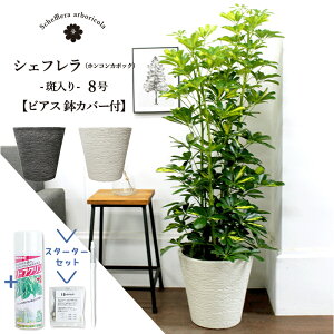 ySSN[|zyX^[^[ZbgtzyIׂrAXJo[tzyVFtzzRJ|bN@@8yϗtA/CeA//i`/A/蕨/yV/