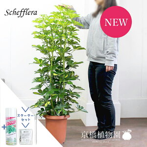 y5P5{IzySSN[|zySSizyX^[^[ZbgtzyVFtzzRJ|bN@@8yϗtA/CeA//i`/A/蕨/yV/ʔ/