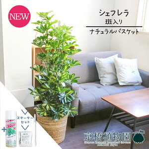 yX^[^[Zbgtzyi`oXPbgJo[zyVFtzzRJ|bN@@8yϗtA/CeA//i`/A/蕨/yV/ʔ/~hTC