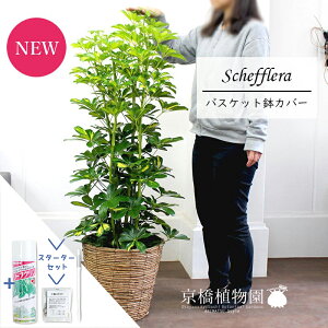 y1P7{IzyX^[^[ZbgtzyVFtzzRJ|bN@@8yoXPbgJo[/uEzyϗtA/CeA//i`/A/蕨/yV/