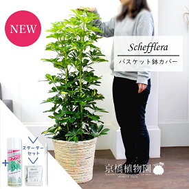 【スターターセット付】【シェフレラ】ホンコンカポック　斑入り　8号【バスケット鉢カバー/アイボリー】【観葉植物/インテリア/おしゃれ/ナチュラル/鉢植え/贈り物/楽天/通販/ミドルサイズ/サスティー/SUSTEE/リーフクリン/IBのチカラ】【大型】