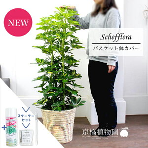 y5P5{IzySSizyX^[^[ZbgtzyVFtzzRJ|bN@@8yoXPbgJo[/AC{[zyϗtA/CeA//i`/A/