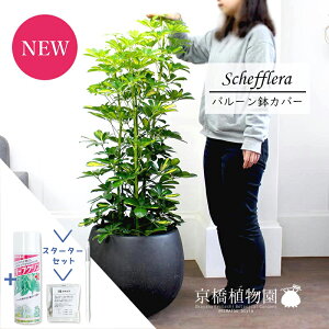 yX^[^[ZbgtzyVFtzzRJ|bN@@8yo[Jo[/AeB[NuEzyϗtA/CeA//i`/A/蕨/yV/ʔ/~