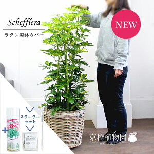 ySSN[|zySSizyX^[^[ZbgtzyVFtzzRJ|bN@@8y^Jo[tzyϗtA/CeA//i`/A/蕨