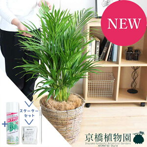 yX^[^[ZbgtzAJV@8yoXPbgJo[/uEzyϗtA/CeA//i`/A/蕨/yV/ʔ/~hTCY/TXeB[/SUSTEE/[tN