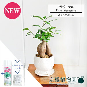 yX^[^[ZbgtzyCIjA{E/zCgzKW}y󂯎Mtz4GyϗtA/CeA//i`/A/蕨/yV/ʔ/X[TCY/S̖/lCi/