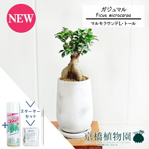 【マラソンクーポン有】【スターターセット付】【マルモラウンドトールL】ガジュマル【受け皿付き】7G【観葉植物/インテリア/おしゃれ/ナチュラル/鉢植え/贈り物/楽天/通販/スモールサイ