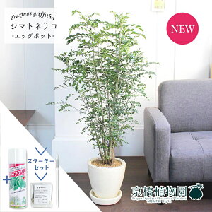 【30日はP5倍!】【マラソンクーポン有】【スターターセット付】【エッグポット/アイボリー】シマトネリコ【受け皿付き】【観葉植物/インテリア/おしゃれ/ナチュラル/鉢植え/贈り物/楽天/