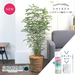 【30日はP5倍!】【マラソンクーポン有】【スターターセット付】シマトネリコ 7号【バスケット鉢カバー/ブラウン】【観葉植物/インテリア/おしゃれ/ナチュラル/鉢植え/贈り物/楽天/通販/