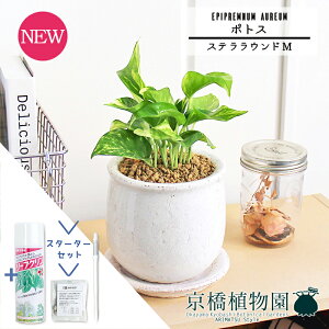 y30P5{Izy}\N[|LzyX^[^[Zbgtz|gXyXeEhM/󂯎MtzpotyϗtA/CeA//i`/A/蕨/yV/ʔ/X[T