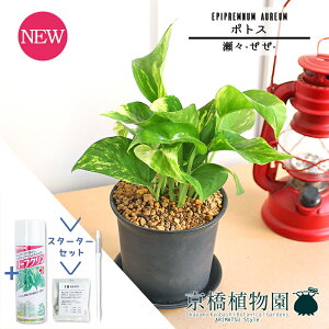 y30P5{IzyX^[^[ZbgtzyX--/z|gXy󂯎MtzpotyϗtA/CeA//i`/A/蕨/yV/ʔ/X[TCY/lCi/TXeB